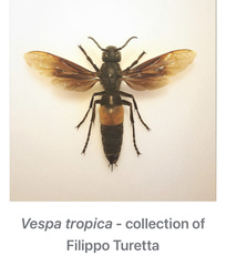Vespa tropica