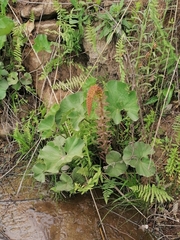 Gunnera perpensa