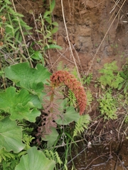 Gunnera perpensa