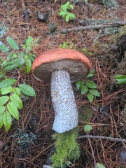 Leccinum largentii