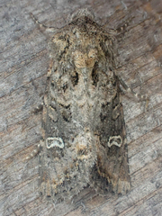 Lacinipolia circumcincta