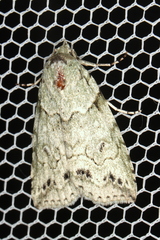 Calathusa basicunea