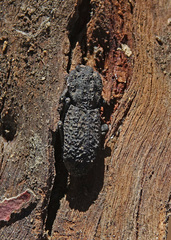 Phloeodes diabolicus