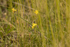 Goodenia pinnatifida