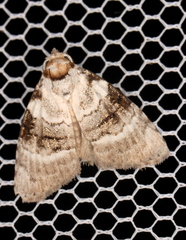 Acatapaustus metallopa