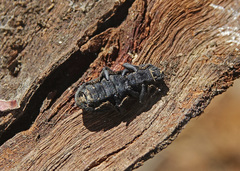 Phloeodes diabolicus