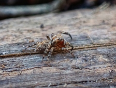 Mexigonus morosus