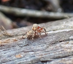Mexigonus morosus