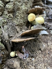 Fuscoporia gilva