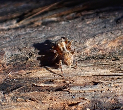 Mexigonus morosus