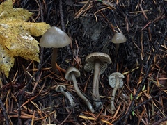 Tephrocybe