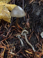 Tephrocybe