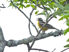 Emberiza cabanisi