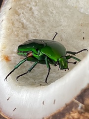 Heterorrhina elegans