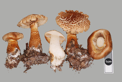 Cortinarius castoreus
