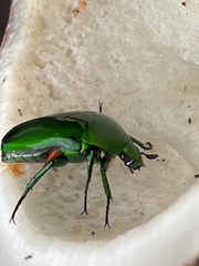 Heterorrhina elegans