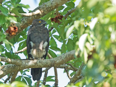 Macheiramphus alcinus