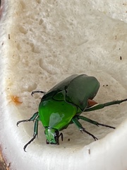 Heterorrhina elegans