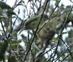 Tolmomyias sulphurescens
