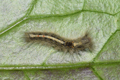 Euproctis punctifera