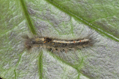 Euproctis punctifera