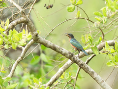 Lesser Blue-Eared Starling photo 5