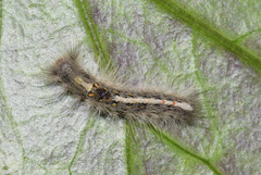 Euproctis punctifera