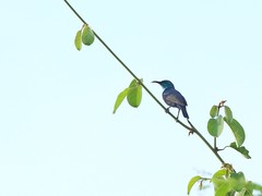 Cinnyris bifasciatus microrhynchus