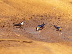 Cecropis senegalensis