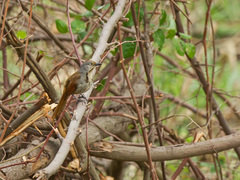 Cichladusa arquata