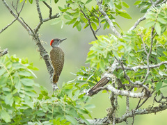Campethera abingoni suahelica