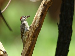 Campethera scriptoricauda
