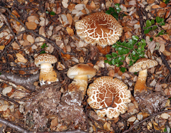 Cortinarius castoreus