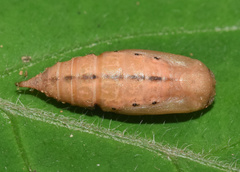 Heterorachis devocata