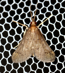 Piletocera macroperalis