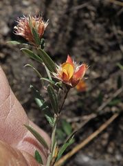 Pultenaea parrisiae
