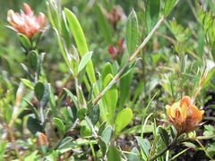 Pultenaea parrisiae