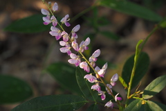 Grona heterocarpos angustifolia