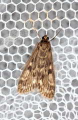 Araeomorpha diplopa