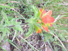 Castilleja glandulosa