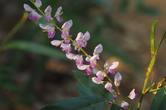 Grona heterocarpos angustifolia
