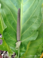 Anthurium plowmanii