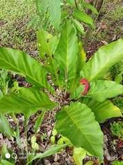 Anthurium plowmanii