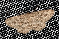 Zermizinga sinuata