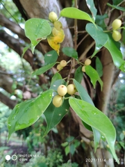 Ficus benjamina benjamina