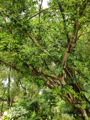 Ficus benjamina benjamina