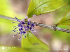 Memecylon pauciflorum