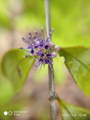 Memecylon pauciflorum