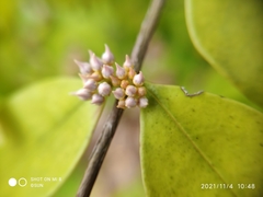 Memecylon pauciflorum