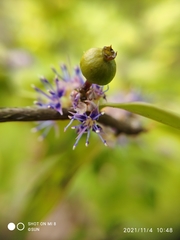 Memecylon pauciflorum